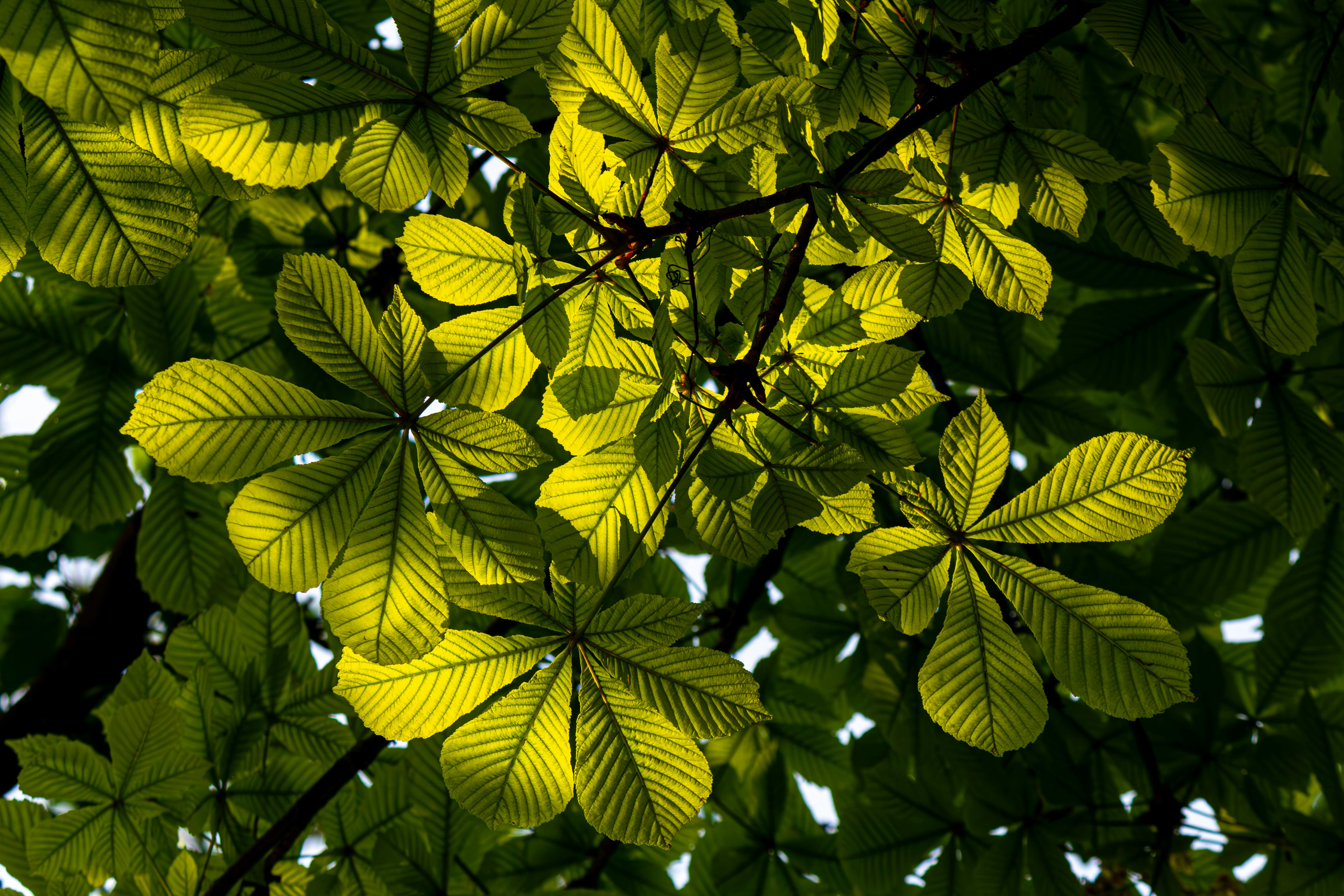 Green leaves with sunlight